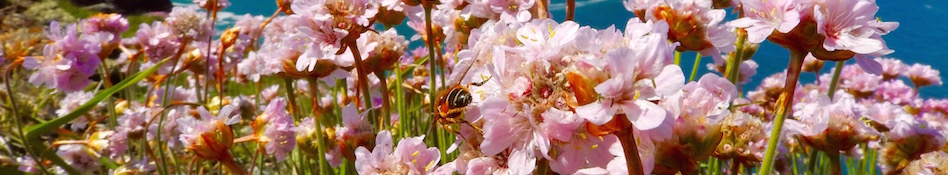 Bee on maritime thrift with blue sea beyond