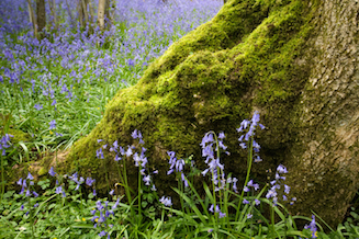 Bluebells carper the woodland floor, with a mossy tree trunk in the foreground