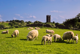 Broadway Tower with sheep grazing in the foreground