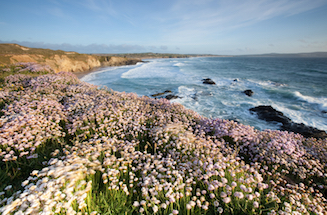 Carpet of pink thrift on the clifftop