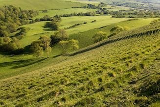 Expanse of downland grass sweeping down to woodland in the valley