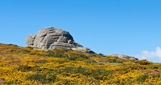 Hay Tor Rocks under a blue sky with gorse and heather in foreground