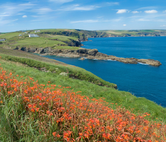 View along the coast near Port Isaac, with red flowers in the foreground