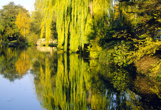 Weeping willows reflected in the calm waters of the River Thames