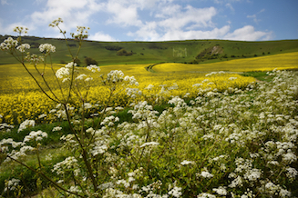 View of Wilmington Long Man with cow parsley in the foreground