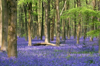 Deciduous woodland with a carpet of bluebells