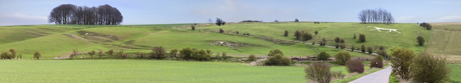 View of rolling downland topped by a clump of trees and the Hackpen White Horse (chalk figure)