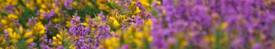 Carpet of purple heather and golden gorse