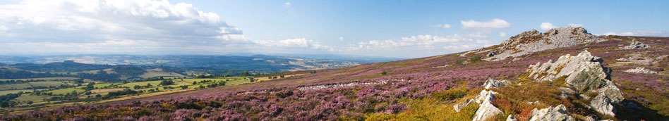 Heather on The Stiperstones