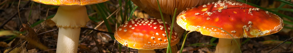 Toadstools