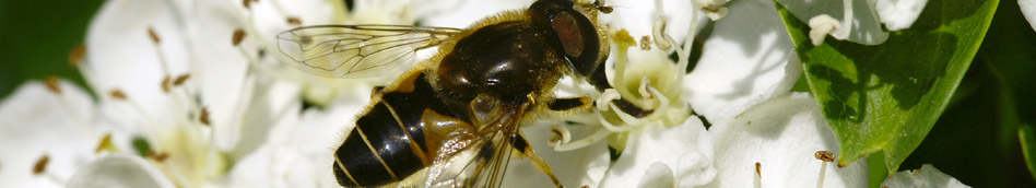 Bee on hawthorn blossom