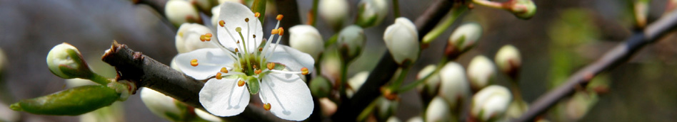 Blackthorn blossom