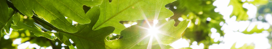 Sunshine through oak leaves