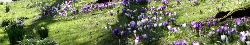 Bank of crocuses