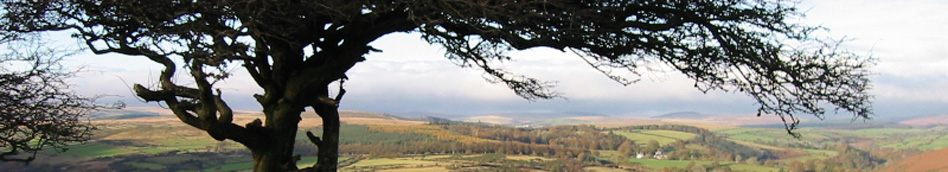 Windswept tree