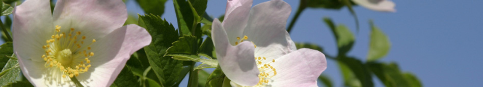 Dog rose flowers