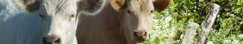 Inquisitive cows