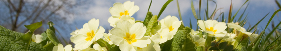 Primroses