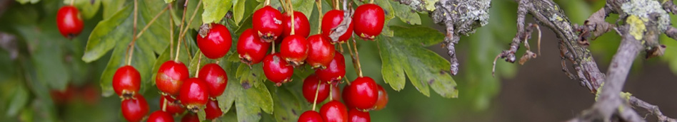 Hawthorn berries