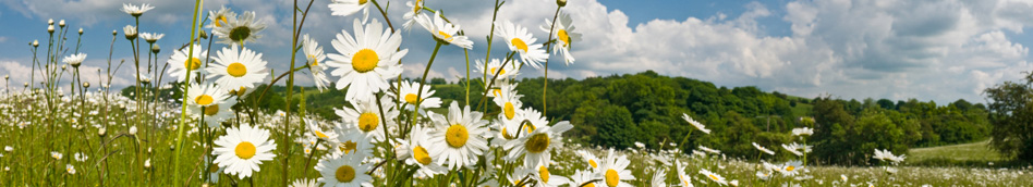 Field of ox-eye daisies