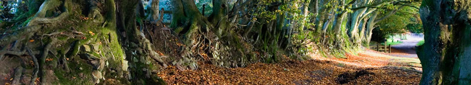 Ancient beech hedge