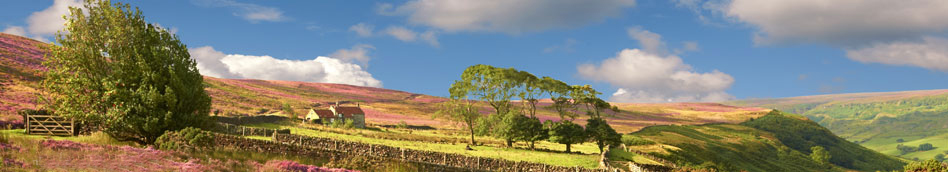 Heather on the North Yorkshire Moors