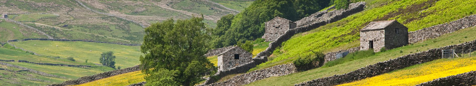 Tracery of stone walls and field barns in Swaledale